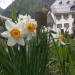 narcisi a pierabech