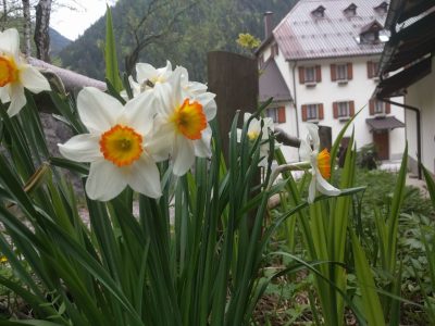 narcisi a pierabech