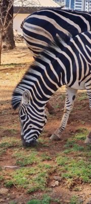 Etiopia: zebra